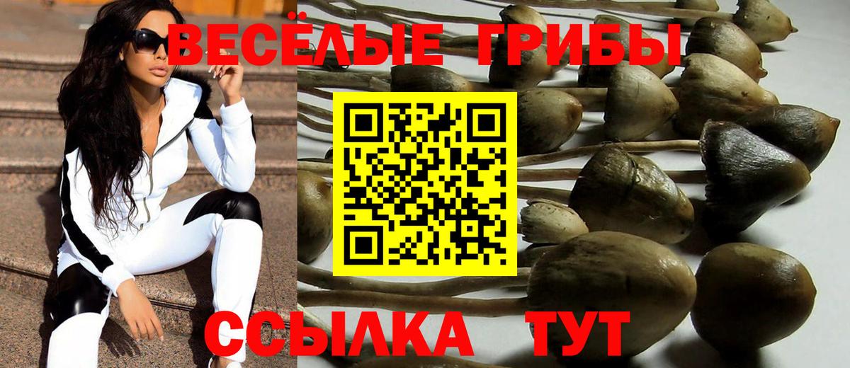 Псилоцибиновые грибы GOLDEN TEACHER  Вход с VPN  где найти   Курчатов  Псилоцибиновые грибы Psilocybine cubensis 